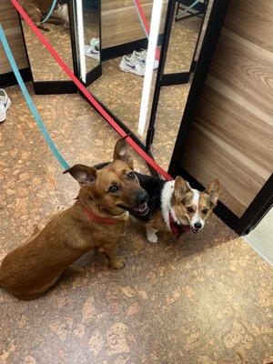 They gave me the big changing room so I had space with my pups!