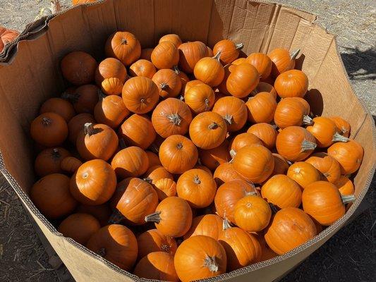 Lots of small pumkins