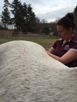 Dr.McIntosh performing Equine Acupuncture