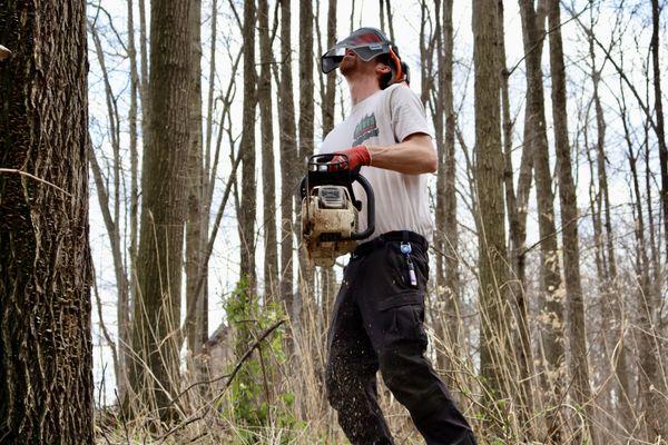 At Daves tree removal Inc. There are no trees too big or small!