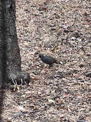 Island subspecies of California quail