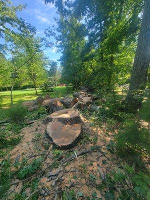 Large tree removal