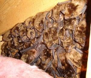 Bats are great for the environment but not your attic