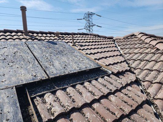 Pigeon infestation on solar panels