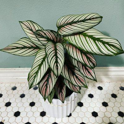 Calathea majestic