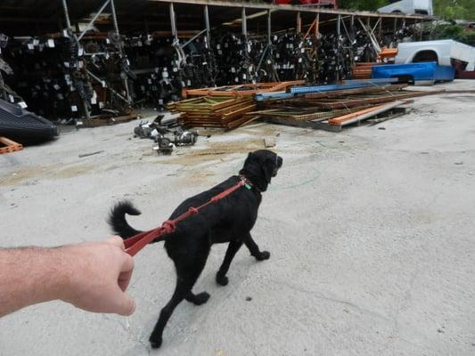 Banks the security dog on patrol.