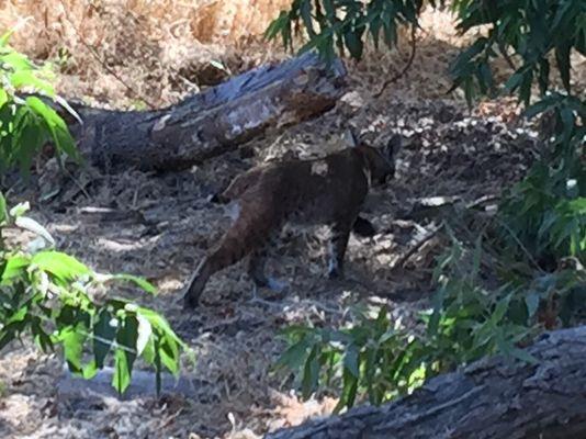 Bobcat on hole 5!