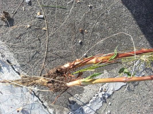 Huge weed roots. I pulled weeds that were so mature the root was the diameter of my thumb. It had been there for years.