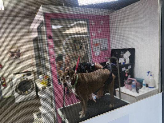 Karen was AMAZING with my senior dog Granada on our first visit. We came in for a quick nail trim and she did a great job! Thank you Karen!