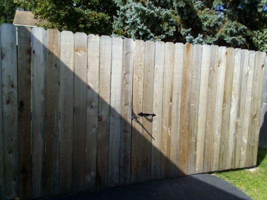 Cedar gate fence over a year old and still in great shape!