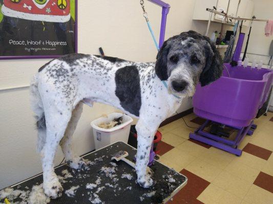 All Pooches Grooming Garage