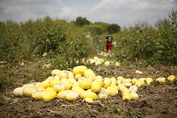 The EcOhio farm, 2012 squash harvest.