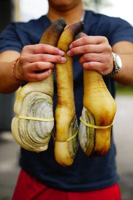 Geoduck