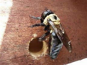 Carpenter bee damage