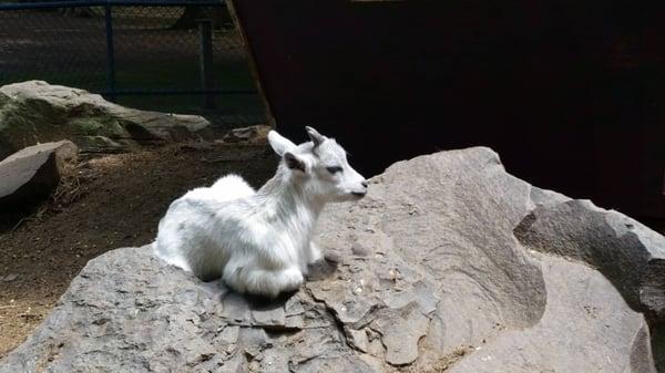 Adorable little.goat