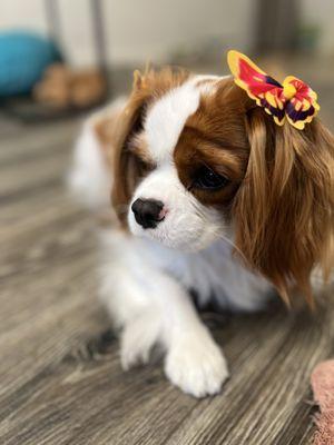 Gigi had a bath at home. She's looking pretty with her butterfly hair decorations.