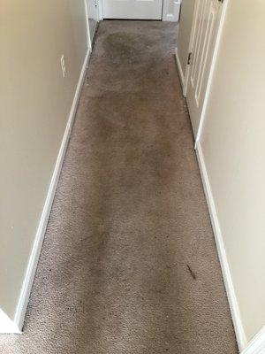 Hallway Carpet Before