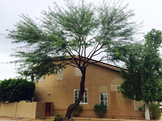 They did an excellent job trimming my mesquite tree. It's beautiful now.