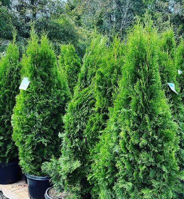 'Emerald Green' Arborvitae - Great evergreen screening or foundation plant.