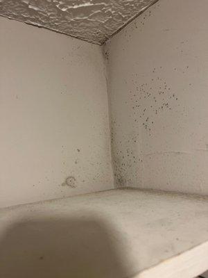 Mold