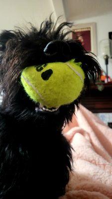 Christmas morning enjoying his Kong Squeakair Tennis Ball (12/25/21)! @Fussy_Friends_JC #JerseyCity #PetStore #Pets