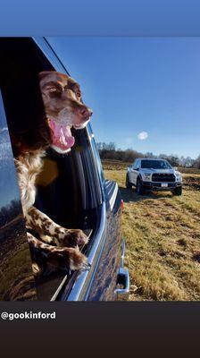 The Gookin Ford Raptor, featuring Elka the Dealer Dawg!