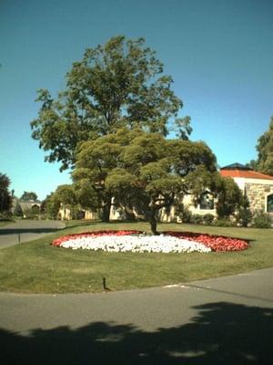 Green, trees, flowers all over