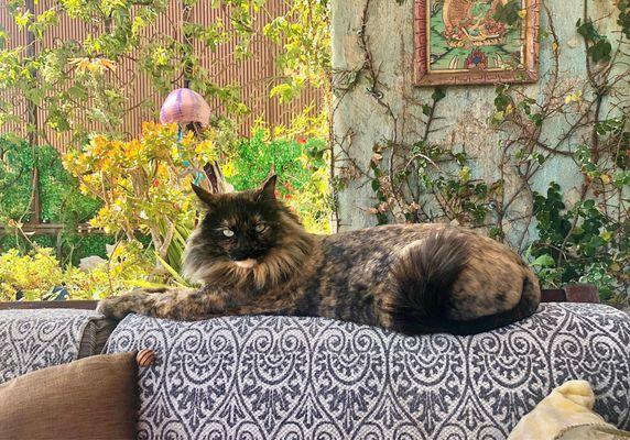 Tonga loves being a " tiny lion" she has gotten her lions cut at Tami's for years!!! The purrfect summer cut. @ sandiegocatbnb.com