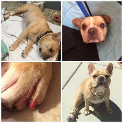 Find Baconthebully on Instagram. Our accident prone baby and the fur family.