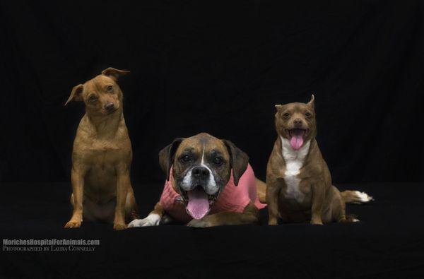 This wonderful trio is currently boarding with us! From left to right:  Zoey, Chihuahua, 1 year and 10 month old Sally, Boxer, 10 year a