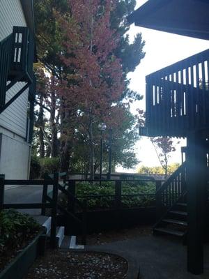 Trees and beautiful skies!