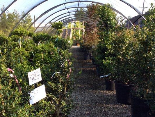 Greenhouses with nursery stock