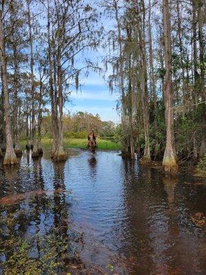 Florida swamp