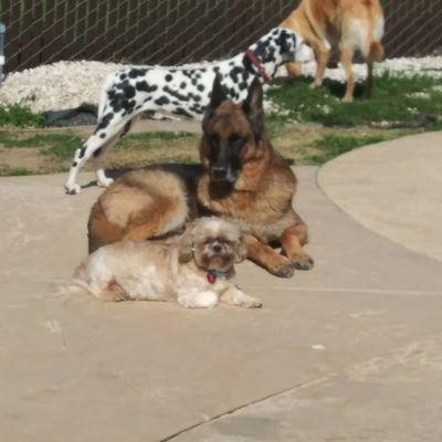 The recent pack of best dog friends hanging out by the pool.