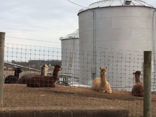 Graceful Glen Alpacas