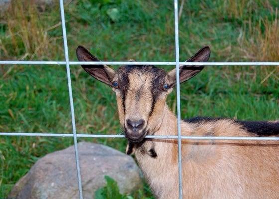 Goats next door to Wood's