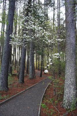 The woodland path