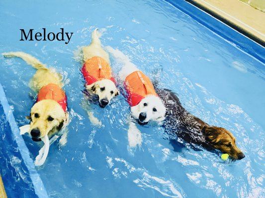 Doggy Paddle swim session