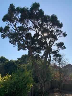 Restructuring and risk mitigation pruning performed on Incense Cedar Tree.