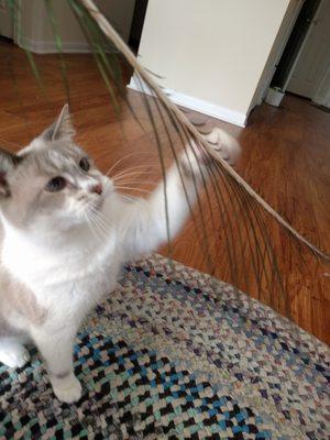 Maeby loves playing feather