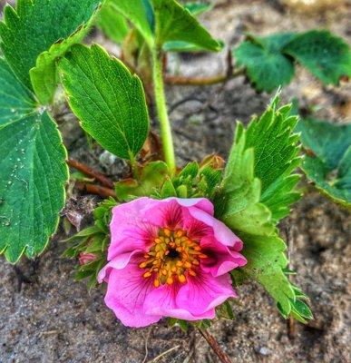 Strawberry blossoms