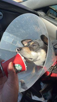 Goober eating a pup cup after visiting the vet