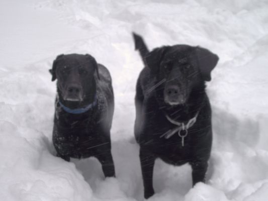 Chaz and Bailey love the snow.