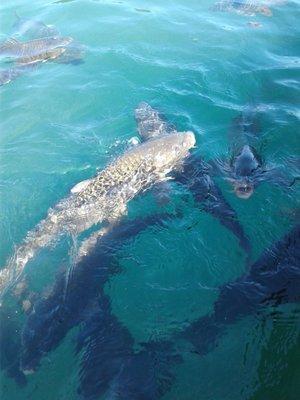 Hungry carps at Marina