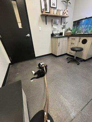 Binks waiting for his vet- he loves seeing the vet/ nurse team.