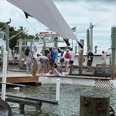 Feeding tarpon