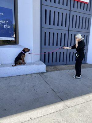 Focus and sit at end of leash with street distractions.