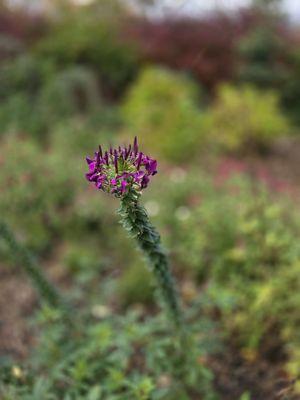 Kubota Gardens