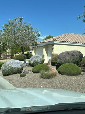 Trimming shrubs