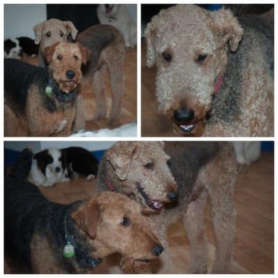 These two were recently adopted from Airedale rescue and have really adapted well to their new life.